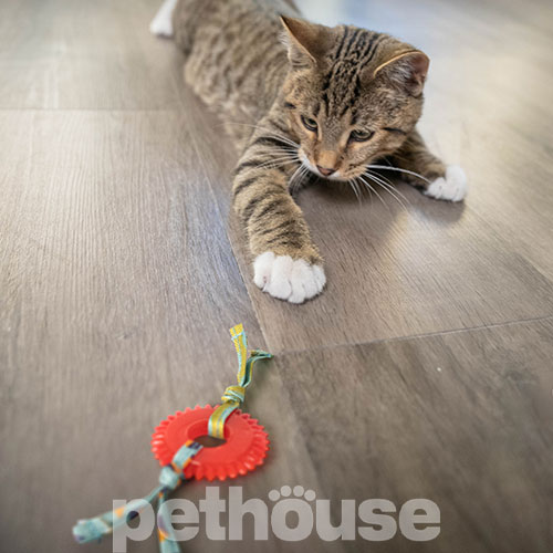 Catstages Kitty Chew Wheel Іграшка-колесо для котів