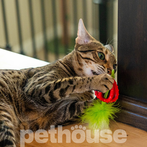 Catstages Strawberry Teether Іграшка для жування "Полуничка" для котів