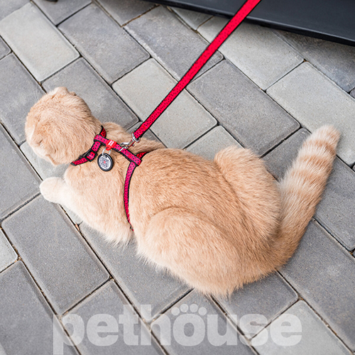 WauCat Nylon Шлея "Кавун" з повідцем і QR-паспортом для котів і собак