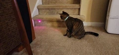 Без бренду Нашийник з лазером для котів Laser Projection Magical Temptation