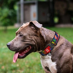 Collar Нашийник для собак нейлоновий WAUDOG Nylon з QR паспортом, малюнок "Вітраж", металева пряжка-фастекс, XXL, Ш 35 мм, Д 46-70 см