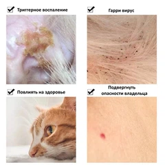 Clefers Препарат для котів