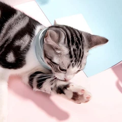 Clefers Препарат для котів