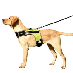 Шлея з підсвічуванням для собак DogClub Green