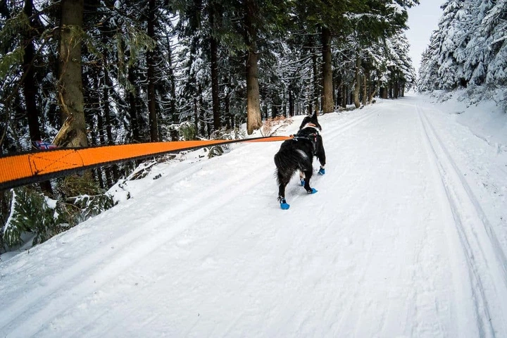 Non stop dogwear Повідець для собак Bungee leash Non-stop dogwear Чорний/Помаранчевий 2,8 м/23 мм