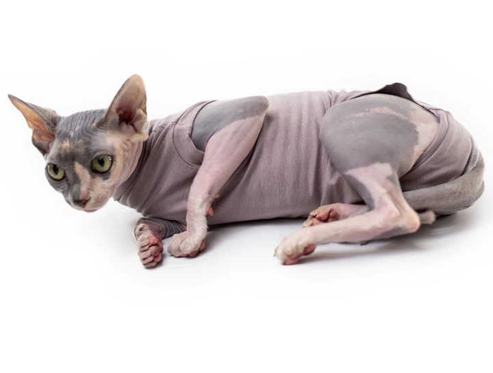 Попона комбінезон після стерилізації операції для котів та котів Style Pets S