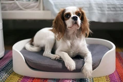 Лежак двоярусний для тварин Keter Pet Bunkbed (17201821) Кремовий