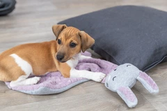 Junior Trixie 38242 ковдра з іграшкою-кролик, 55х40см, світло-бузковий/світло-сірий (TX-38242) 4057589382429