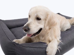 Лежак для собак Harley and Cho Sofa з посиленою поверхнею Gray XXL