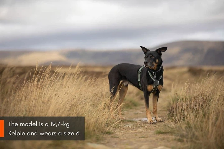 Non stop dogwear Шлейка для собак Line harness 5.0 Non-stop dogwear Зелений 1