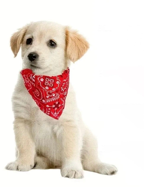 Xtep Нашийник - бандана "DJUMPY" Червоний Size S
