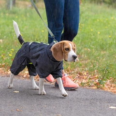 Комбінезон Pet Fashion RAIN S такса Сірий (4823082426447)