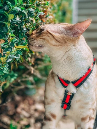 Без бренда Шлейка для собаки Pet & Co анатомічна GUCCI бджола М Ш 20 мм зелена-червона