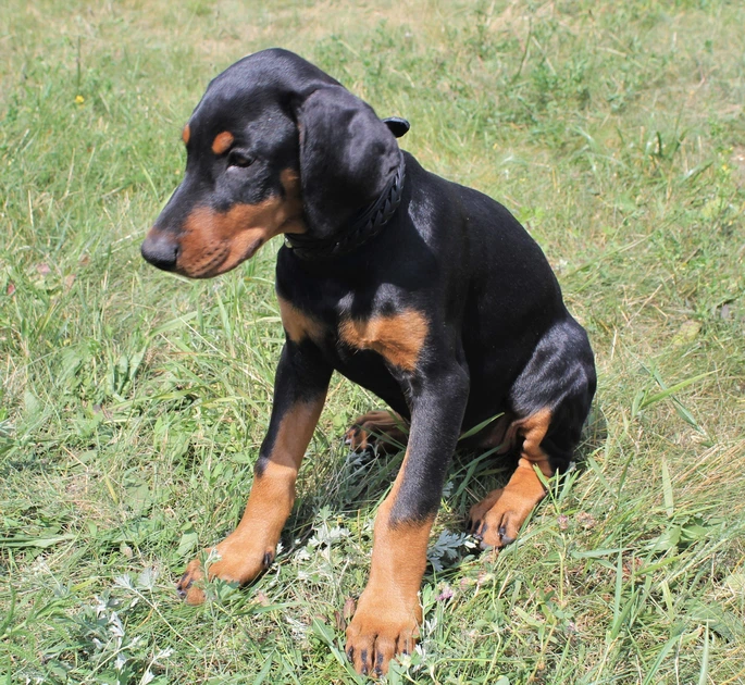Шкіряний нашийник для собак Lockdog M(30-44 см) 000240101