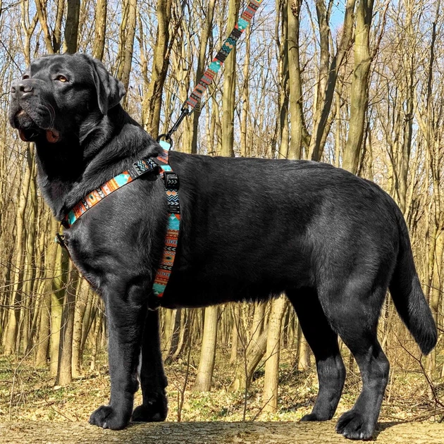 Barksi Шлея для собак BronzeDog Tribal L нейлон ацтеки різнобарвна 58-71 см 72/1335