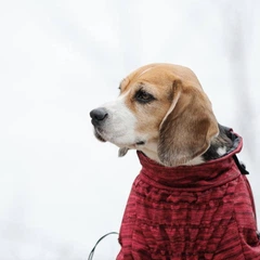 Зимовий комбінезон для собак DIEGO Snow New F червоний, утеплений флісом, водовідштовхувальна плащівка, застібка на спині, світловідбивачі, регулювання довжини штанин, розмір 1 (шия 31 см / груди 43–4