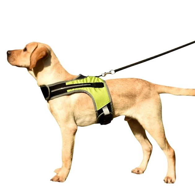 Шлея з підсвічуванням для собак DogClub Green