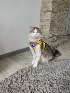 Повідець для собак і кішок M Violet-Yellow 4PawsStar, Chansin (66236595)