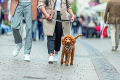 Шлея Trixie CityStyle H-harness для собак бавовна S–M 42–60 см 15 мм Світло-сіра (4053032682627)