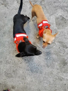 Повідець для собак і кішок S Red 4PawsStar, Chansin (66236447)