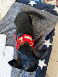 Повідець для собак і кішок S Red 4PawsStar, Chansin (66236447)