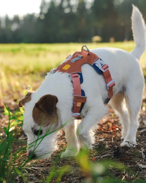 Шлея для собак Alpha 360 Woolly Wolf Harness Golden Hour Mix XL