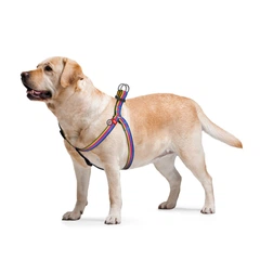 Collar Шлея для собак WAUDOG Nylon з QR паспортом, малюнок "Лінія 1", пластиковий фастекс, Ш 25 мм, Дов 60-90 см