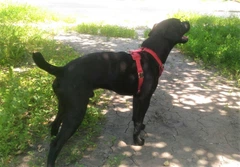 Шлейка для собаки Lockdog S(16-29 см) (zoo0005358)