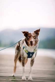 Шлея для собак Alpha 360 Woolly Wolf Harness Deep Teal Mix XS
