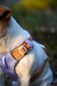 Шлея для собак Woolly Wolf Alpha 360 (XS, Lavender Mix)