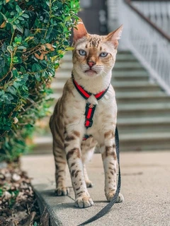 Без бренда Шлейка для собаки Pet & Co анатомічна GUCCI бджола М Ш 20 мм зелена-червона