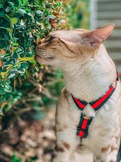 Без бренда Шлейка для собаки Pet & Co анатомічна GUCCI бджола М Ш 20 мм зелена-червона
