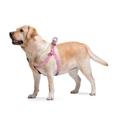 Шлей-петля світловідбивна Collar WAUDOG Re-cotton з QR-паспортом S, 40-55 см/15 мм (рожева)