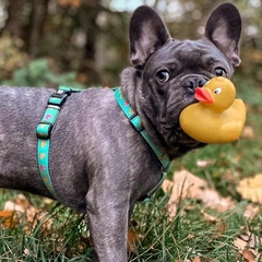 Max & Molly Urban Pets Max and Molly H-Harness Утята шлейка для собак 43-51 см - різнокольоровий