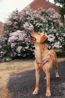 Шлея для собак Alpha 360 Woolly Wolf Harness Golden Hour Mix XL