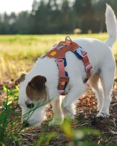 Шлея для собак Alpha 360 Woolly Wolf Harness Golden Hour Mix L