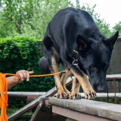 Повідець для Собак Bronzedog Active з Шнура Тренувальний Помаранчевий 7 мм 1000 см (47354)