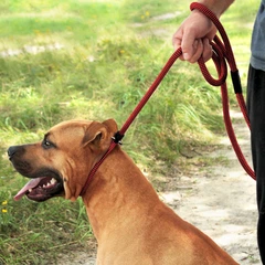 Повідець Зашморг для Собак Bronzedog Active з Альпіністського Шнура Червоний 12 мм 183 см (45363)