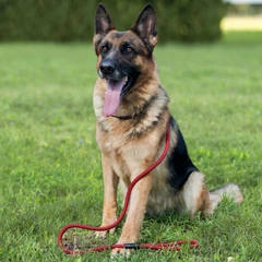Повідець для Собак Bronzedog Active з Альпіністського Шнура Чорно-Червоний 12 мм 183 см (55173)
