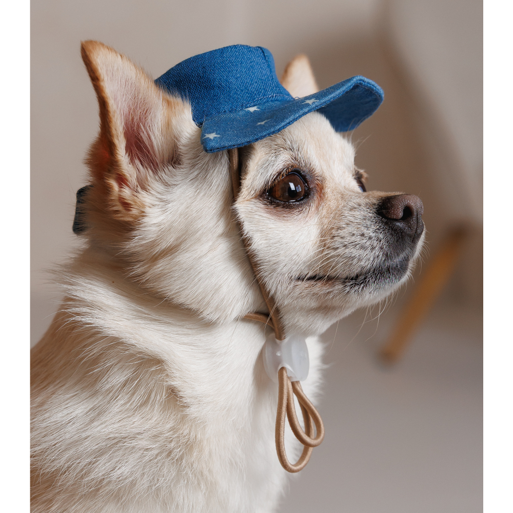 Панама Pet Fashion Stars S - синій