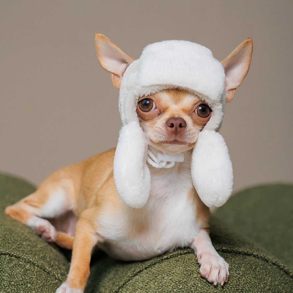 Шапка для собак Pet Fashion «Bubo» XS
