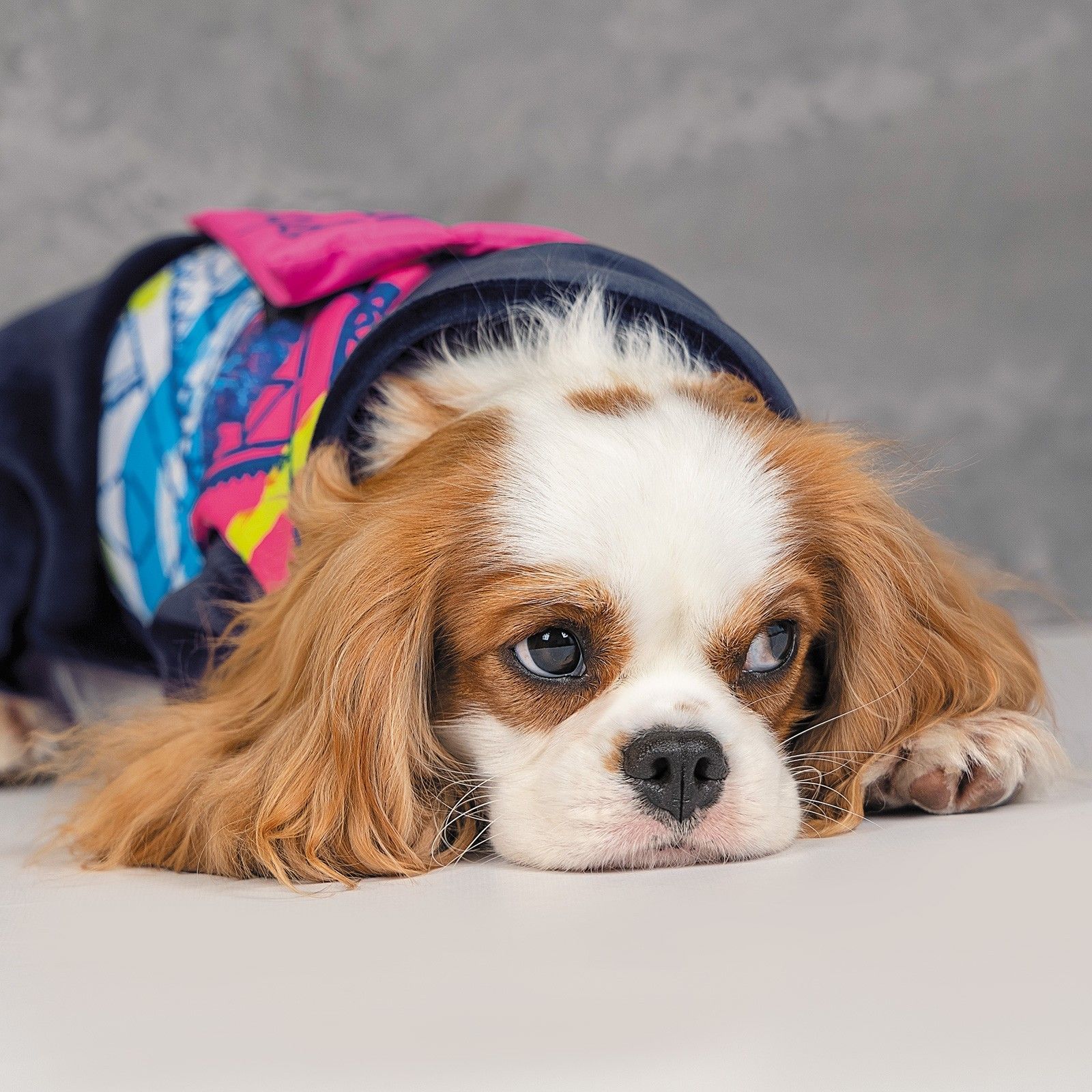 Комбінезон для собак Pet Fashion «Enigma» M