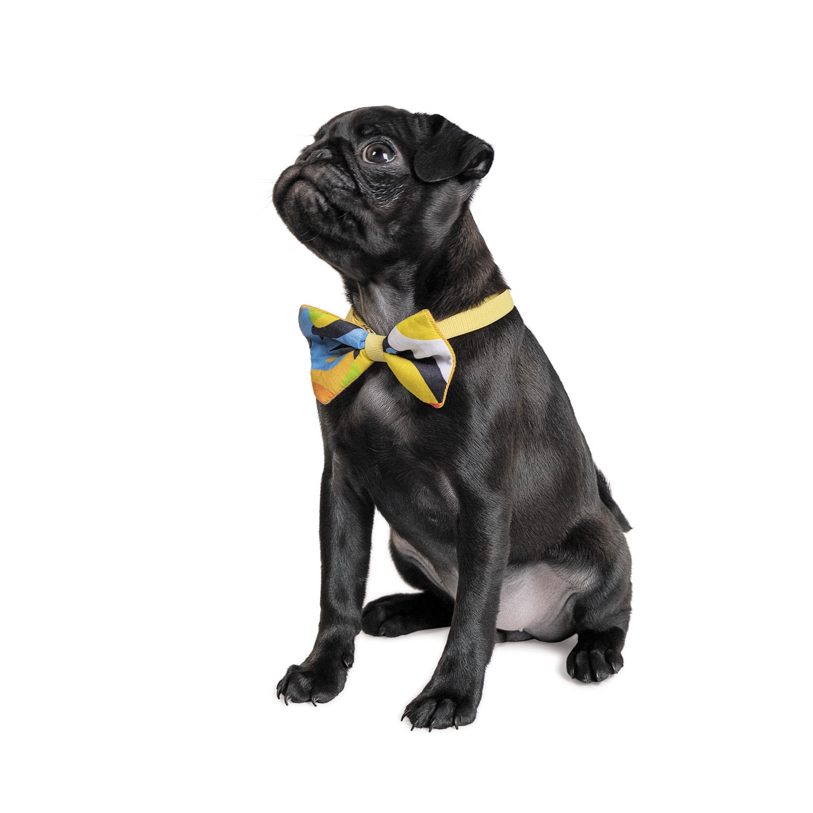 Метелик для собак Pet Fashion XS-M