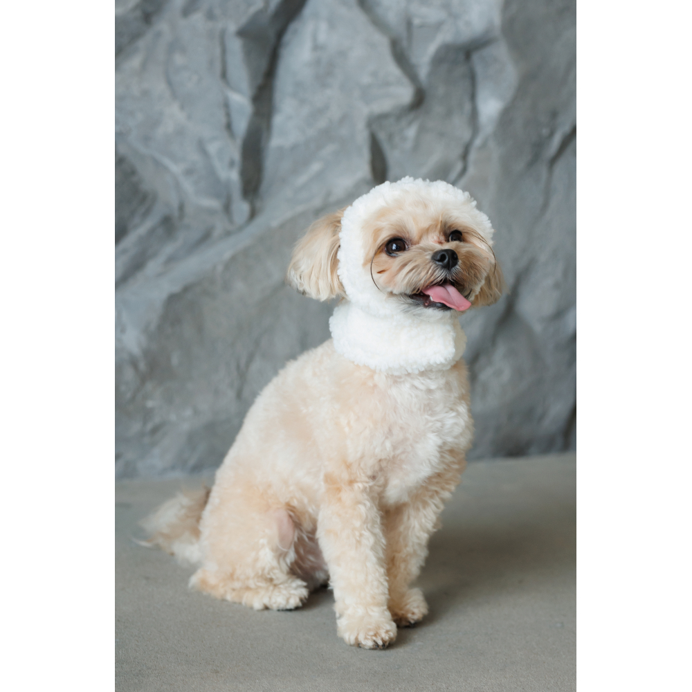 Шапка для собак Pet Fashion Teddy S