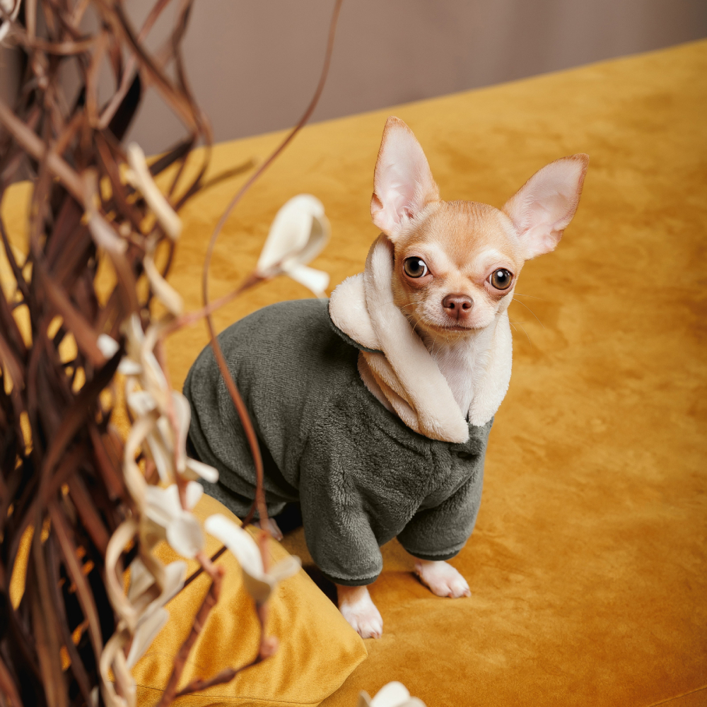 Костюм для собак Pet Fashion Alf M