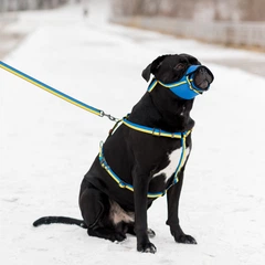 Повідець для собак нейлоновий WAUDOG Nylon "Colors of freedom" L-XXL 25 мм х 122 см (4925-4020Collar)