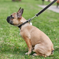 Повідець для собак шкіряний Collar WAUDOG Soft, S, Ш 18 мм, Дов 122 см (7256)
