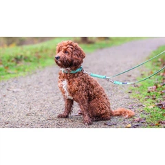 Без бренду Повідок для собак регульований xs 2 м/10 мм аква(SU_54D37С7285АА)