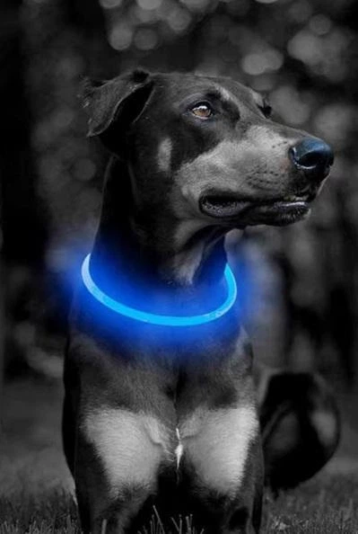 And Світлодіодний LED нашийник для собак із зарядкою USB 35 см Синій
