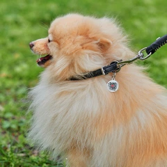 Нашийник для собак шкіряний Collar WAUDOG Soft з QR паспортом, круглий, S, Д 10 мм, Дов 33-41 см (00391)